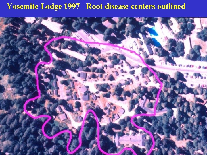 Yosemite Lodge 1997 Root disease centers outlined 
