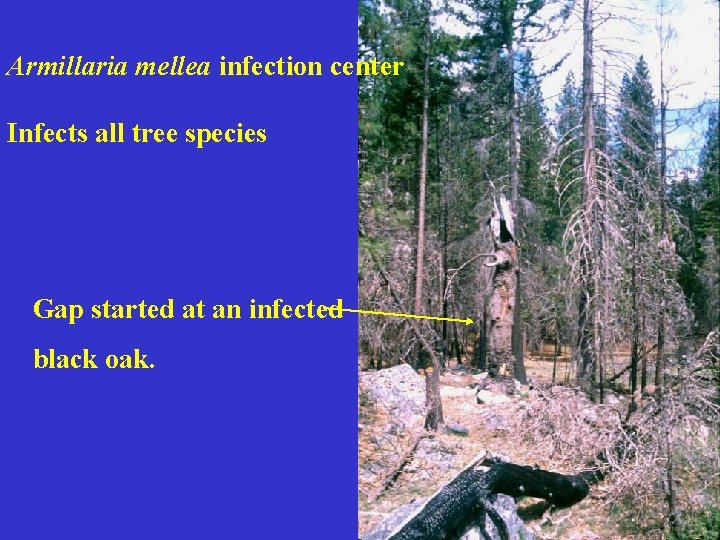 Armillaria mellea infection center Infects all tree species Gap started at an infected black
