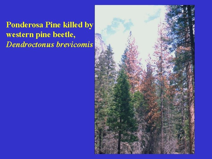 Ponderosa Pine killed by western pine beetle, Dendroctonus brevicomis 