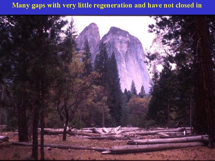 Many gaps with very little regeneration and have not closed in 