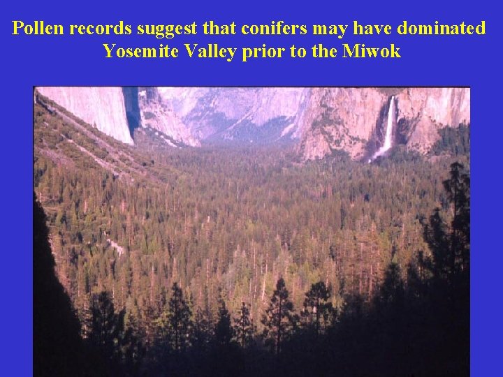 Pollen records suggest that conifers may have dominated Yosemite Valley prior to the Miwok