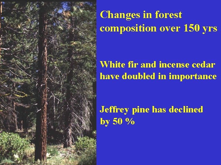 Changes in forest composition over 150 yrs White fir and incense cedar have doubled