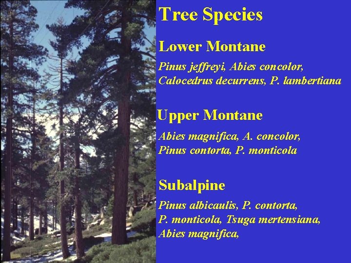 Tree Species Lower Montane Pinus jeffreyi, Abies concolor, Calocedrus decurrens, P. lambertiana Upper Montane