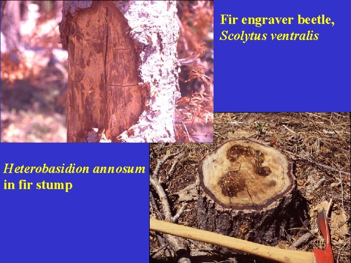 Fir engraver beetle, Scolytus ventralis Heterobasidion annosum in fir stump 