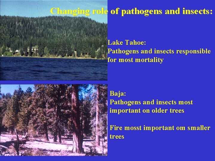 Changing role of pathogens and insects: Lake Tahoe: Pathogens and insects responsible for most