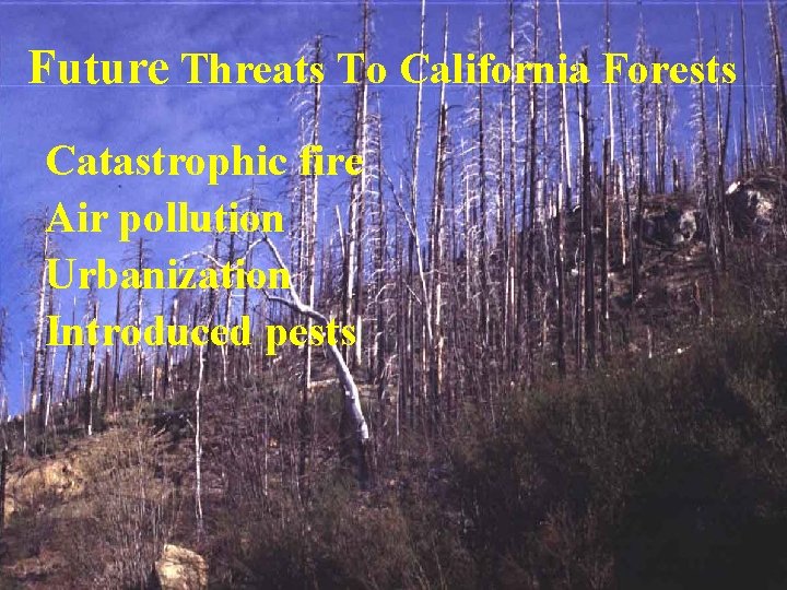 Future Threats To California Forests Catastrophic fire Air pollution Urbanization Introduced pests 
