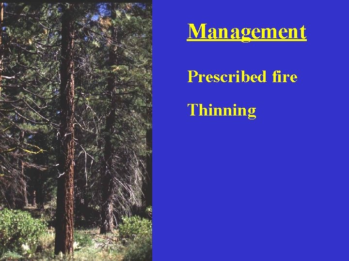Management Prescribed fire Thinning 