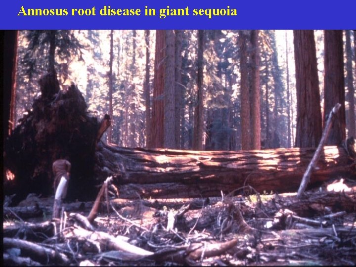 Annosus root disease in giant sequoia 