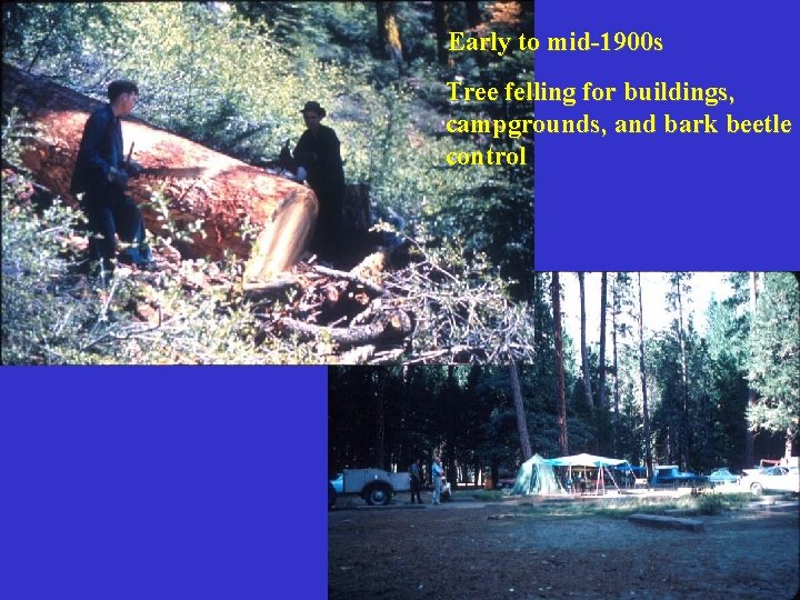 Early to mid-1900 s Tree felling for buildings, campgrounds, and bark beetle control 