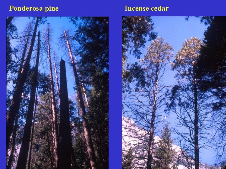 Ponderosa pine Incense cedar 