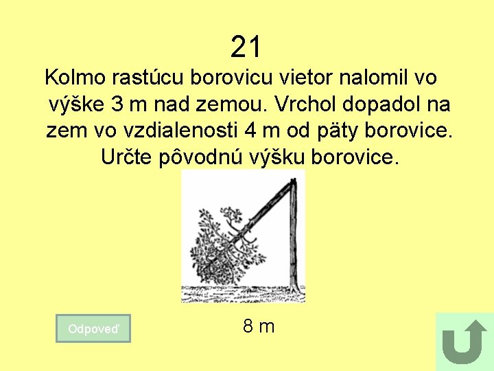 21 Kolmo rastúcu borovicu vietor nalomil vo výške 3 m nad zemou. Vrchol dopadol