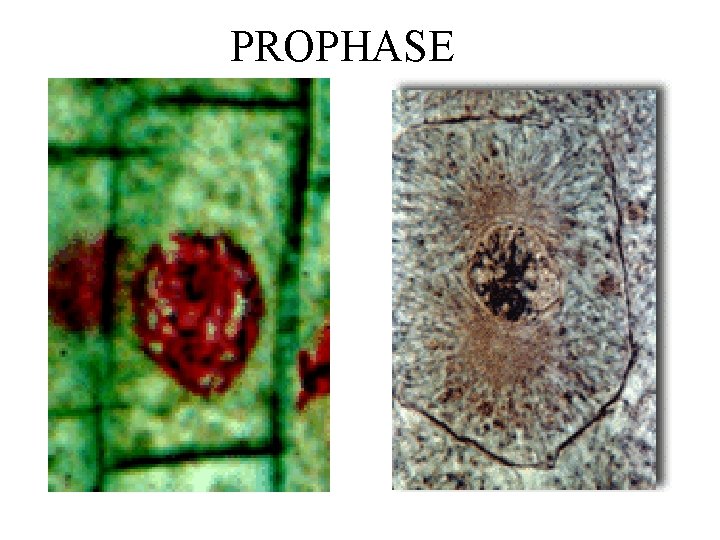 PROPHASE 