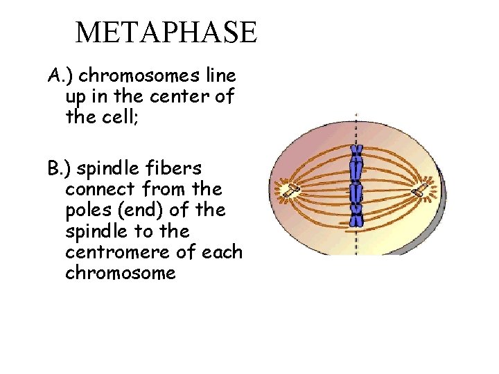 METAPHASE A. ) chromosomes line up in the center of the cell; B. )