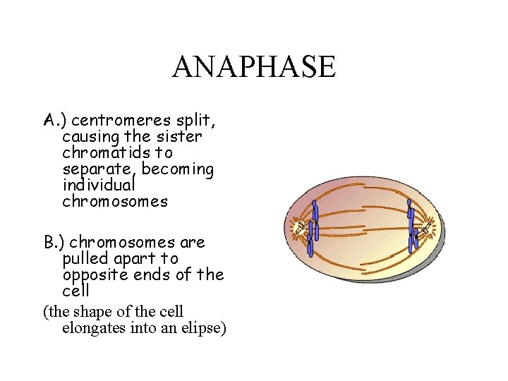 ANAPHASE A. ) centromeres split, causing the sister chromatids to separate, becoming individual chromosomes