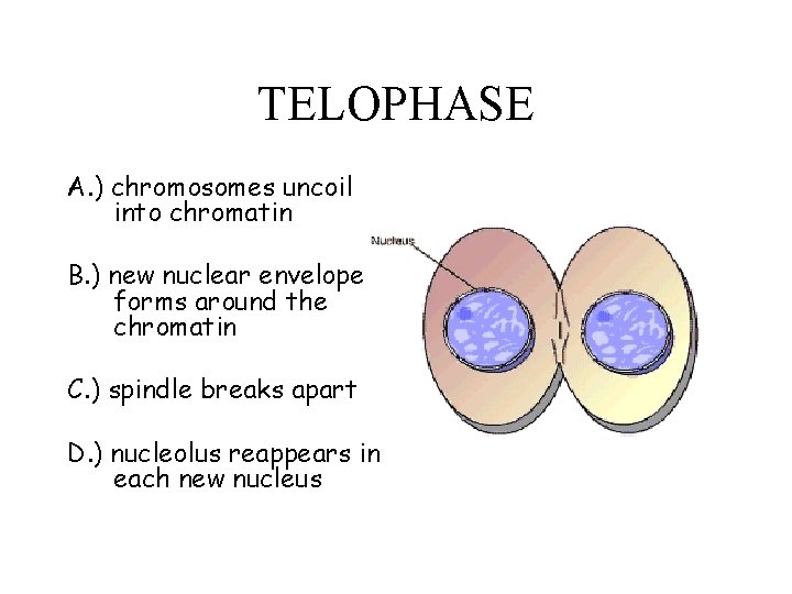 TELOPHASE A. ) chromosomes uncoil into chromatin B. ) new nuclear envelope forms around