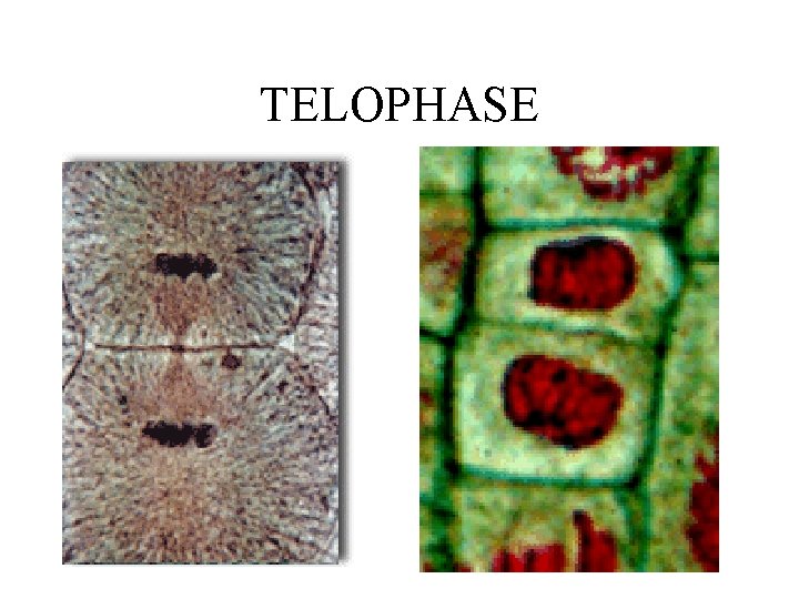 TELOPHASE 