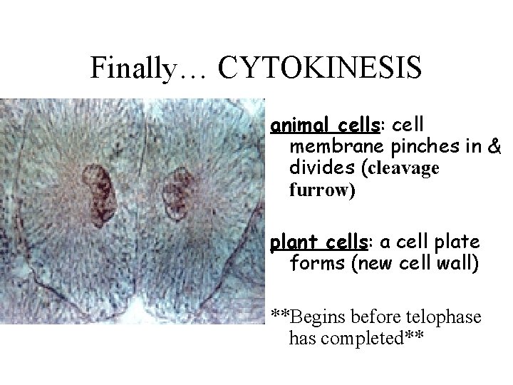 Finally… CYTOKINESIS animal cells: cell membrane pinches in & divides (cleavage furrow) plant cells:
