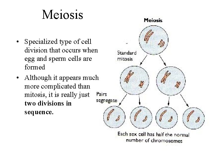 Meiosis • Specialized type of cell division that occurs when egg and sperm cells