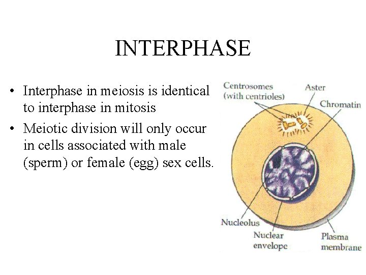 INTERPHASE • Interphase in meiosis is identical to interphase in mitosis • Meiotic division