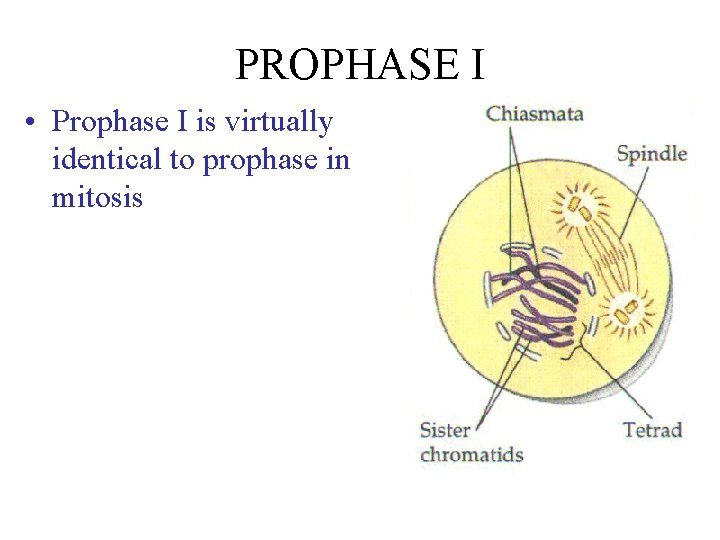 PROPHASE I • Prophase I is virtually identical to prophase in mitosis 
