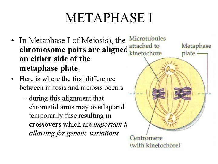 METAPHASE I • In Metaphase I of Meiosis), the chromosome pairs are aligned on