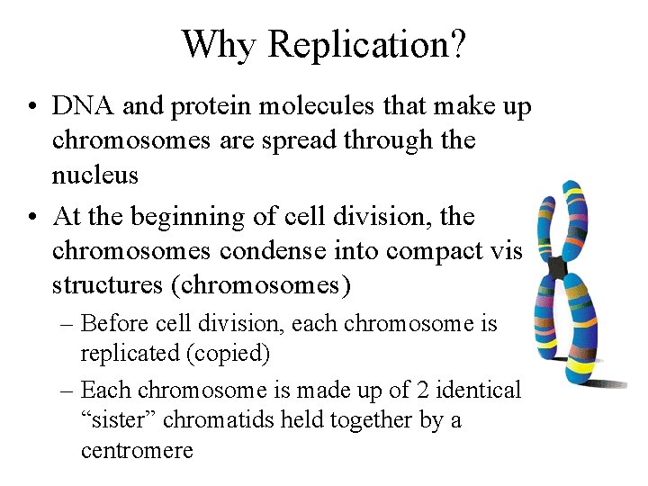 Why Replication? • DNA and protein molecules that make up chromosomes are spread through