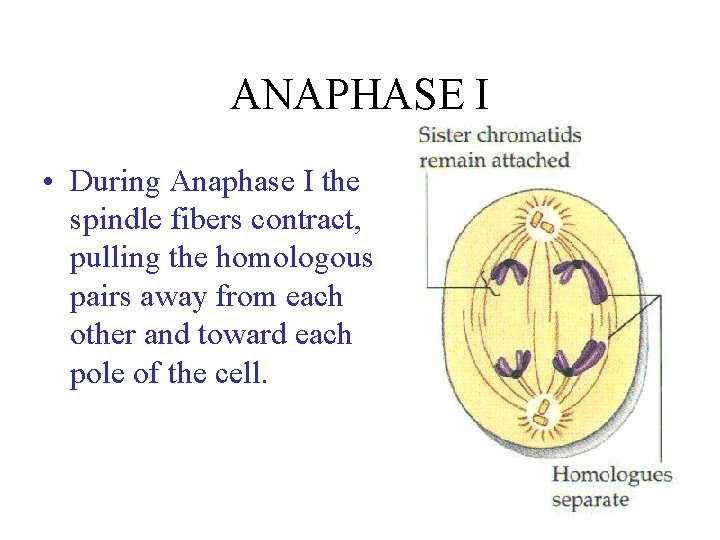 ANAPHASE I • During Anaphase I the spindle fibers contract, pulling the homologous pairs