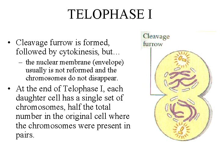 TELOPHASE I • Cleavage furrow is formed, followed by cytokinesis, but… – the nuclear