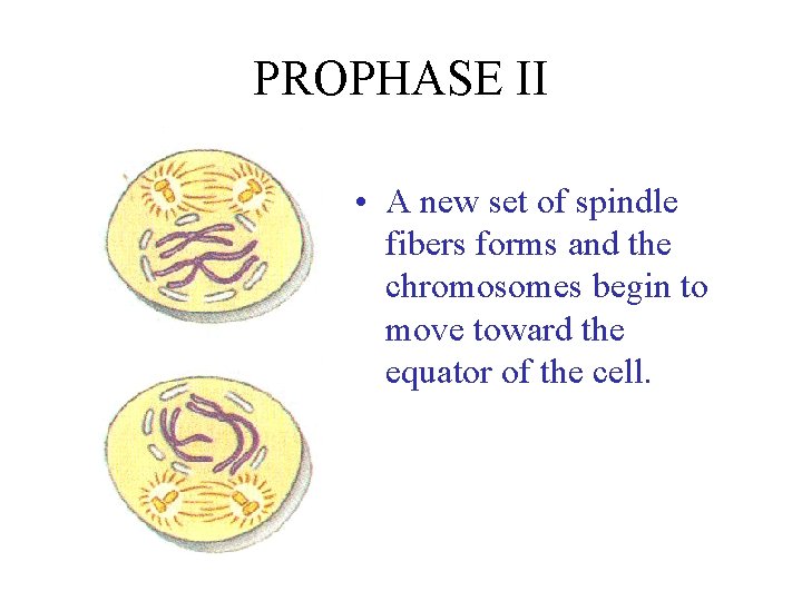 PROPHASE II • A new set of spindle fibers forms and the chromosomes begin