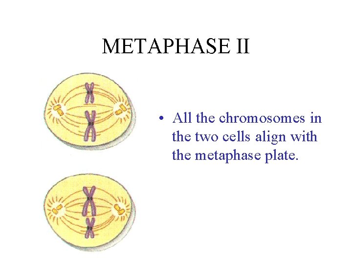 METAPHASE II • All the chromosomes in the two cells align with the metaphase