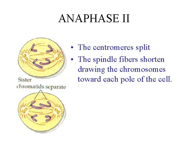 ANAPHASE II • The centromeres split • The spindle fibers shorten drawing the chromosomes