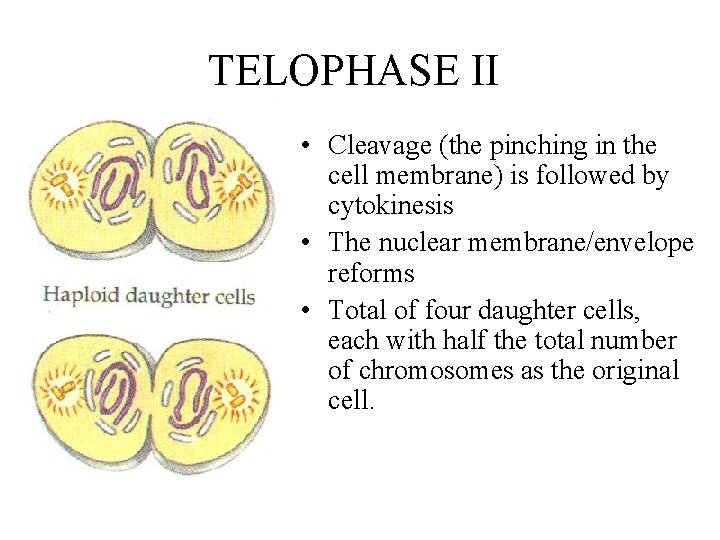 TELOPHASE II • Cleavage (the pinching in the cell membrane) is followed by cytokinesis