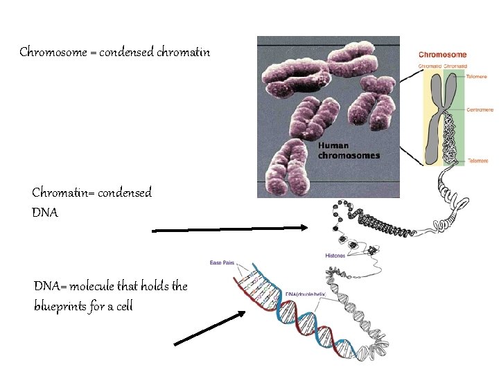 Chromosome = condensed chromatin Chromatin= condensed DNA= molecule that holds the blueprints for a