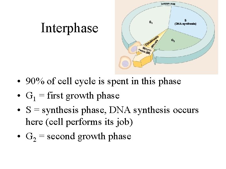 Interphase • 90% of cell cycle is spent in this phase • G 1