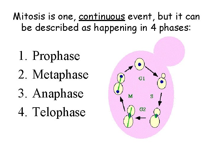 Mitosis is one, continuous event, but it can be described as happening in 4