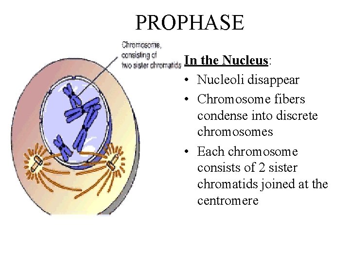 PROPHASE In the Nucleus: • Nucleoli disappear • Chromosome fibers condense into discrete chromosomes