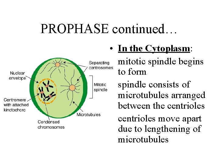 PROPHASE continued… • In the Cytoplasm: • mitotic spindle begins to form • spindle