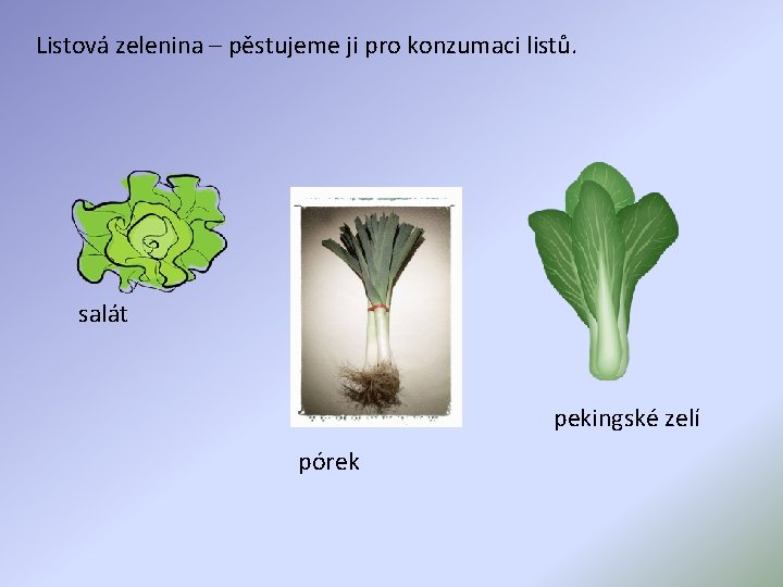 Listová zelenina – pěstujeme ji pro konzumaci listů. salát pekingské zelí pórek 