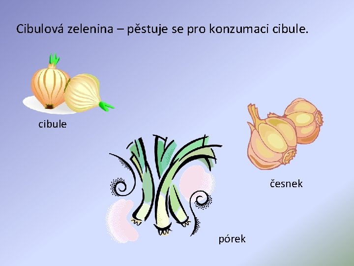 Cibulová zelenina – pěstuje se pro konzumaci cibule česnek pórek 