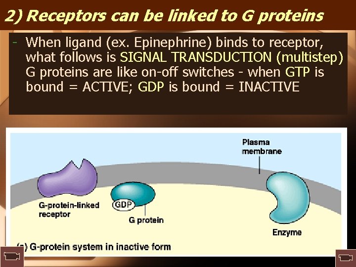2) Receptors can be linked to G proteins - When ligand (ex. Epinephrine) binds