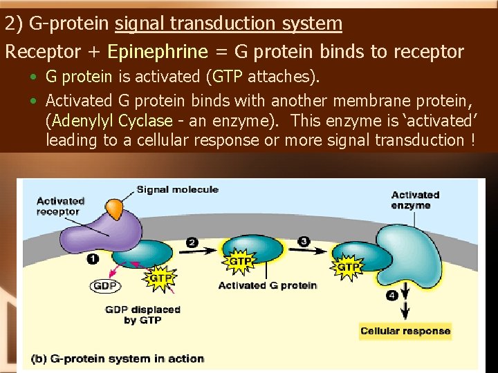 2) G-protein signal transduction system Receptor + Epinephrine = G protein binds to receptor