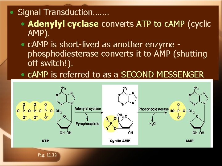  • Signal Transduction……. • Adenylyl cyclase converts ATP to c. AMP (cyclic AMP).
