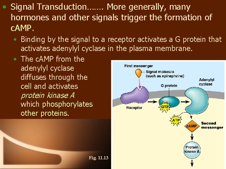  • Signal Transduction……. More generally, many hormones and other signals trigger the formation
