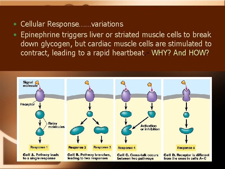  • Cellular Response……variations • Epinephrine triggers liver or striated muscle cells to break