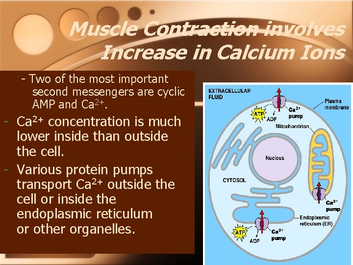 Muscle Contraction involves Increase in Calcium Ions - Two of the most important second