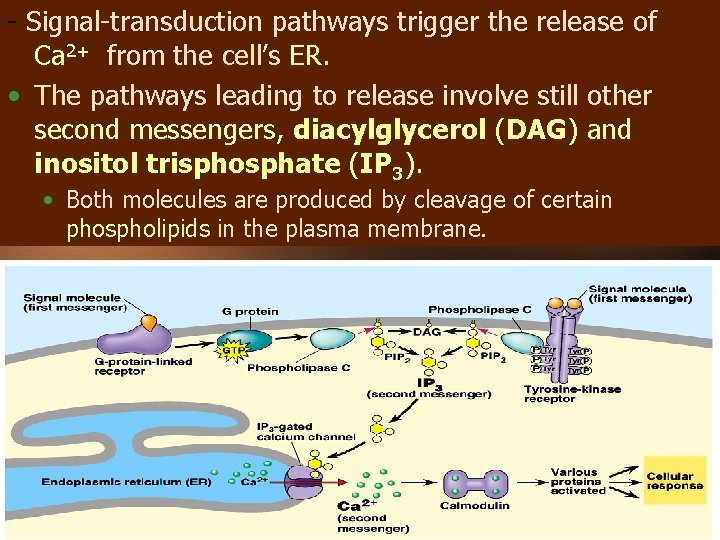 - Signal-transduction pathways trigger the release of Ca 2+ from the cell’s ER. •