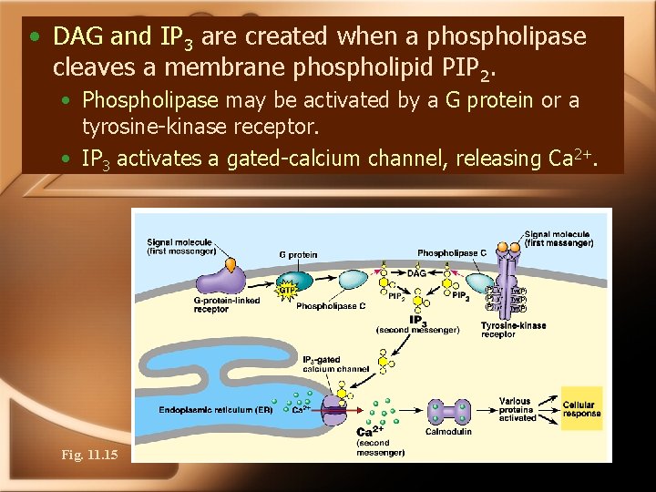  • DAG and IP 3 are created when a phospholipase cleaves a membrane