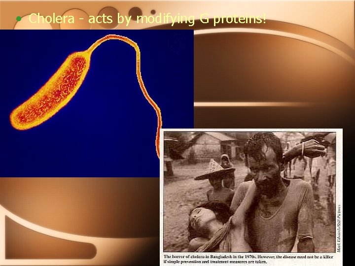  • Cholera - acts by modifying G proteins! 