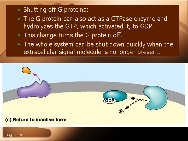  • Shutting off G proteins: • The G protein can also act as