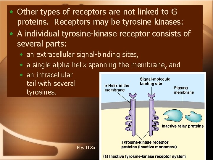  • Other types of receptors are not linked to G proteins. Receptors may